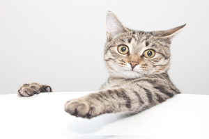 白醋怎么祛斑效果最好