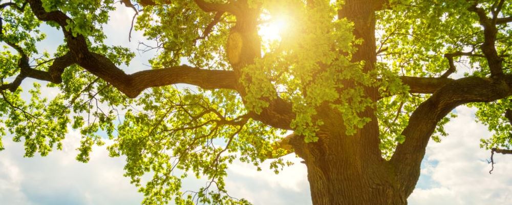 女性吃得過飽易早衰